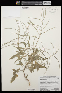 Sisymbrium orientale image