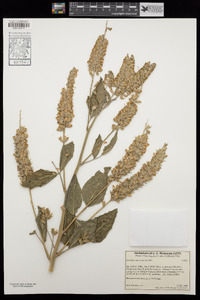 Psoralea macrostachya image