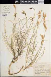 Astragalus conjunctus image