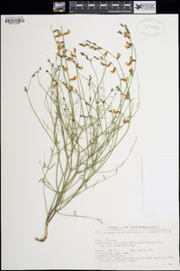 Astragalus convallarius var. margaretae image