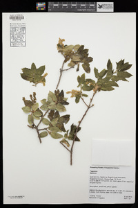 Quercus wislizeni image