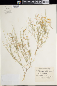 Astragalus convallarius var. scopulorum image