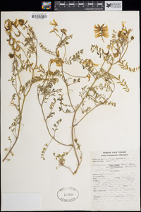 Astragalus curvicarpus image