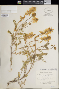 Astragalus curvicarpus var. subglaber image