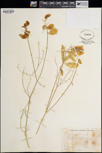 Astragalus cusickii image