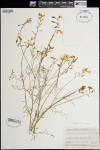 Astragalus filipes image