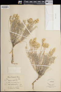 Astragalus flavus var. argillosus image