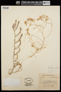 Astragalus flexuosus image