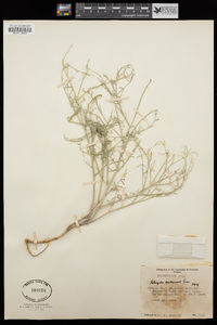 Astragalus duchesnensis image