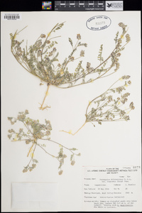 Astragalus didymocarpus image