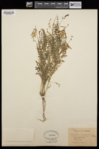 Astragalus egglestonii image