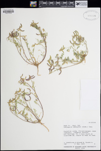 Astragalus emoryanus image