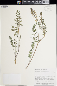 Astragalus ensiformis image
