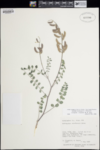 Astragalus ensiformis image