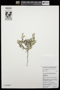 Cryptantha barbigera var. fergusoniae image