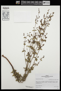 Penstemon lemmonii image