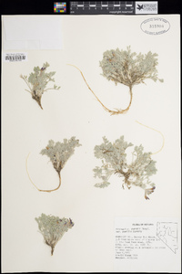 Astragalus purshii var. pumilio image
