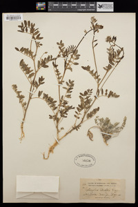 Astragalus fendleri image