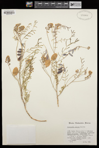 Astragalus fucatus image