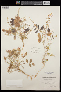 Astragalus fucatus image