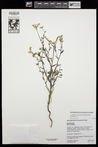 Cryptantha mohavensis image