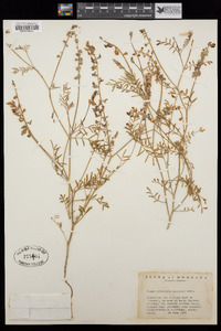 Astragalus gracilis image