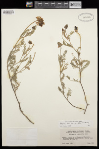 Astragalus hallii var. fallax image