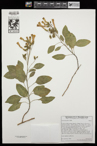 Nicotiana glauca image