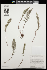 Pellaea mucronata subsp. californica image