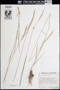 Elymus glaucus subsp. glaucus image