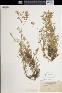 Astragalus humistratus image