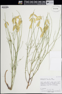 Astragalus episcopus var. lancearius image