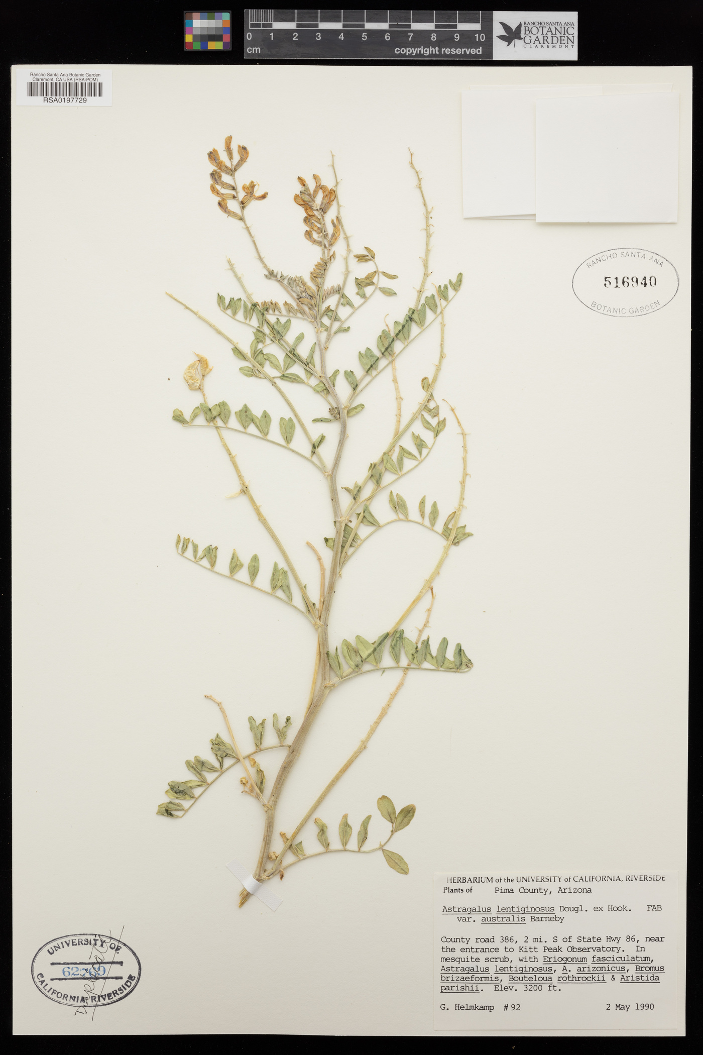Astragalus lentiginosus var. australis image