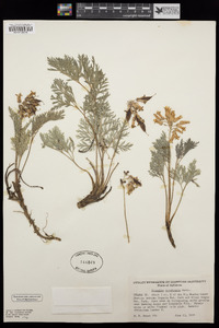 Dicentra nevadensis image