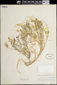 Astragalus lentiginosus var. macrolobus image
