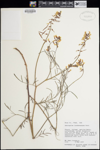 Astragalus lonchocarpus image