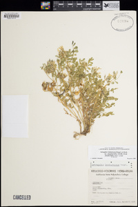 Astragalus lentiginosus var. platyphyllidius image