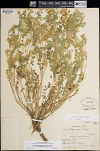 Astragalus lentiginosus var. platyphyllidius image