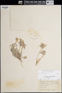 Astragalus lotiflorus image