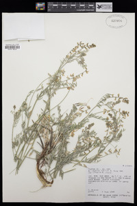 Astragalus caricinus image