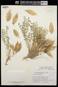 Astragalus megacarpus image