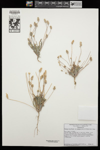 Plantago ovata image