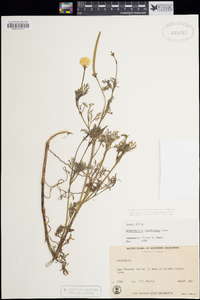 Eschscholzia californica var. californica image