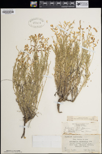 Astragalus miser var. serotinus image