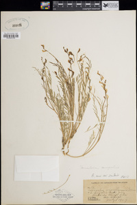 Astragalus conjunctus var. conjunctus image