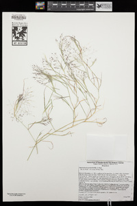 Muhlenbergia porteri image