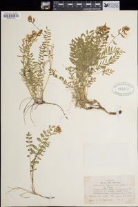 Astragalus hylophilus image