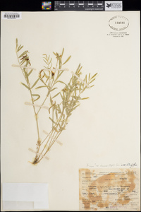 Astragalus miser image