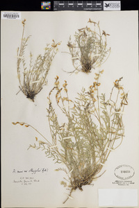 Astragalus miser var. oblongifolius image