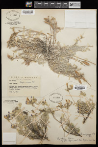 Astragalus missouriensis image